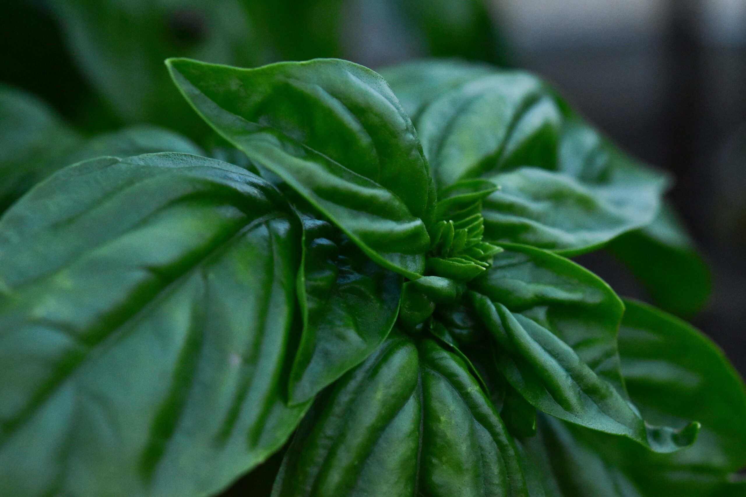 Can I Grow And Preserve Herbs For Emergencies?