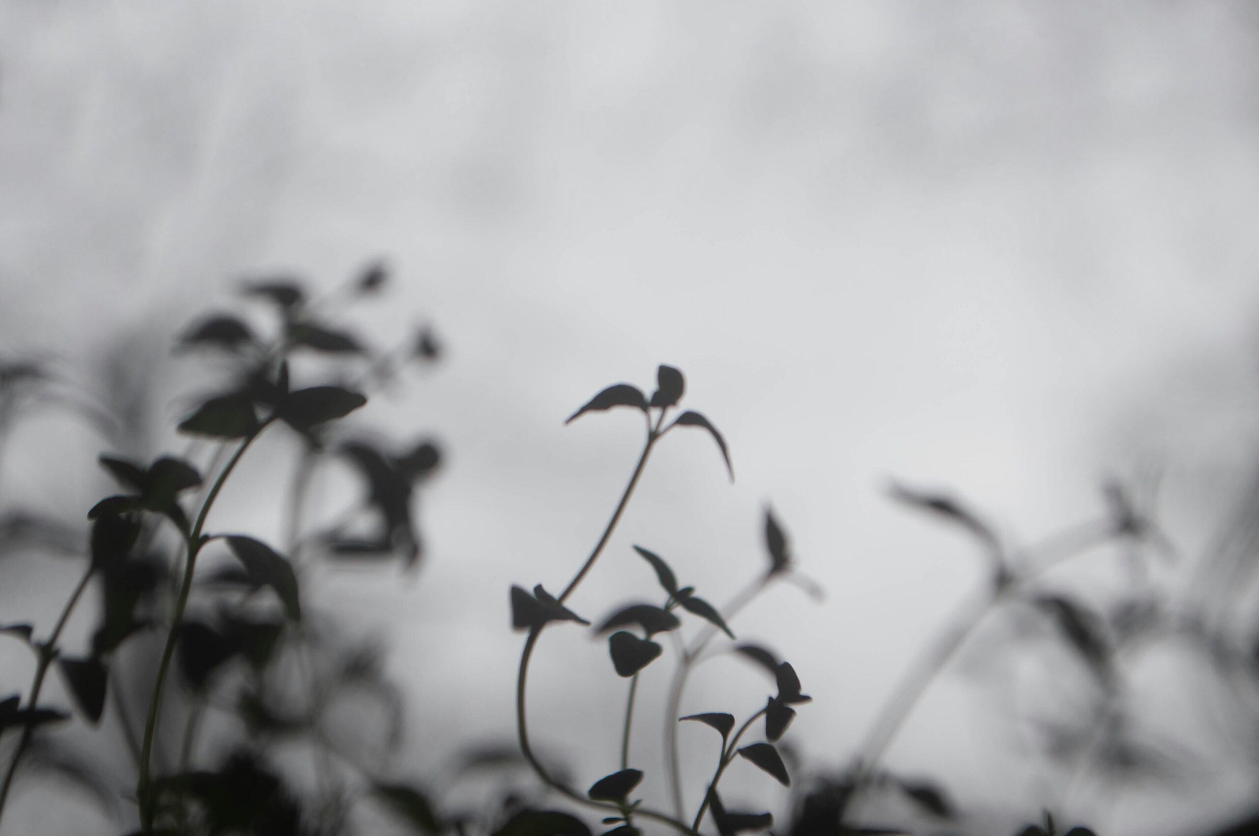Can I Grow And Preserve Herbs For Emergencies?